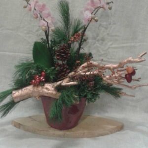 Kerstplant