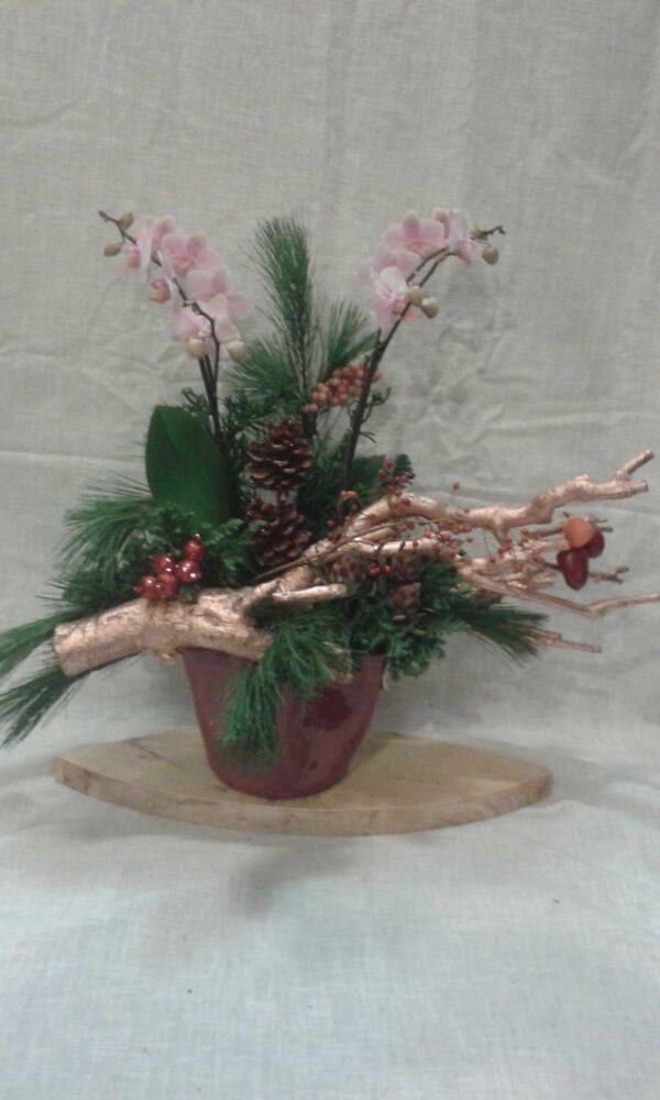 Kerstplant